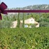 Chèque cadeau 1 visite au domaine Viticole Aix en Provence