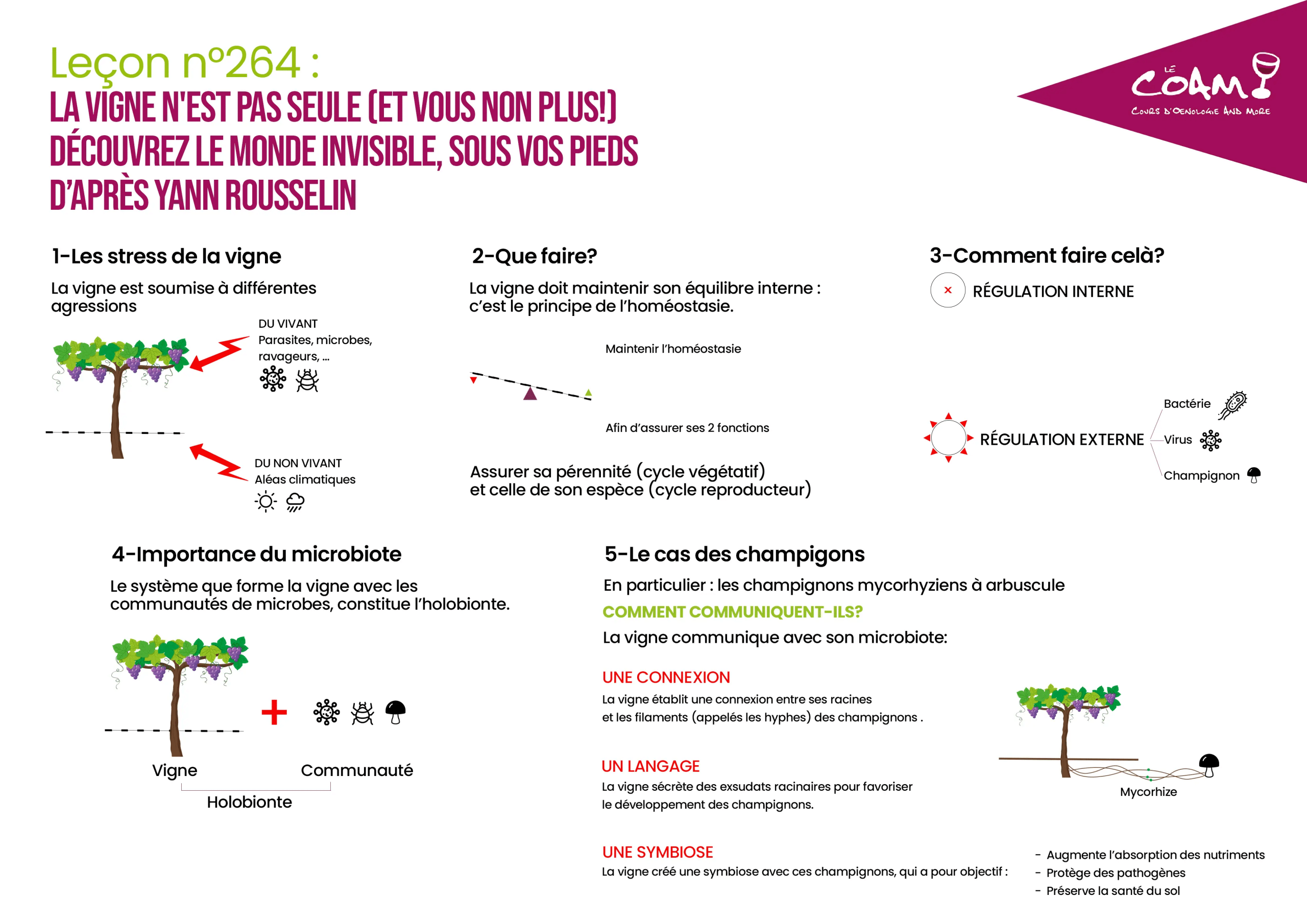 ✏️Votre SCHÉMA : Découvrez la vigne et les champignons🍄