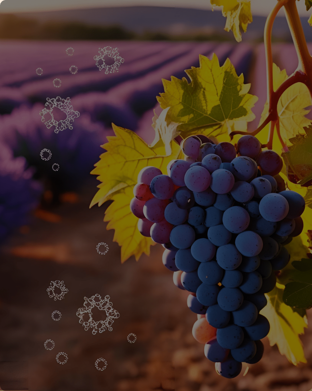 D’où viennent les arômes du vin ? Découvrez l’influence méconnue de l’environnement du vignoble