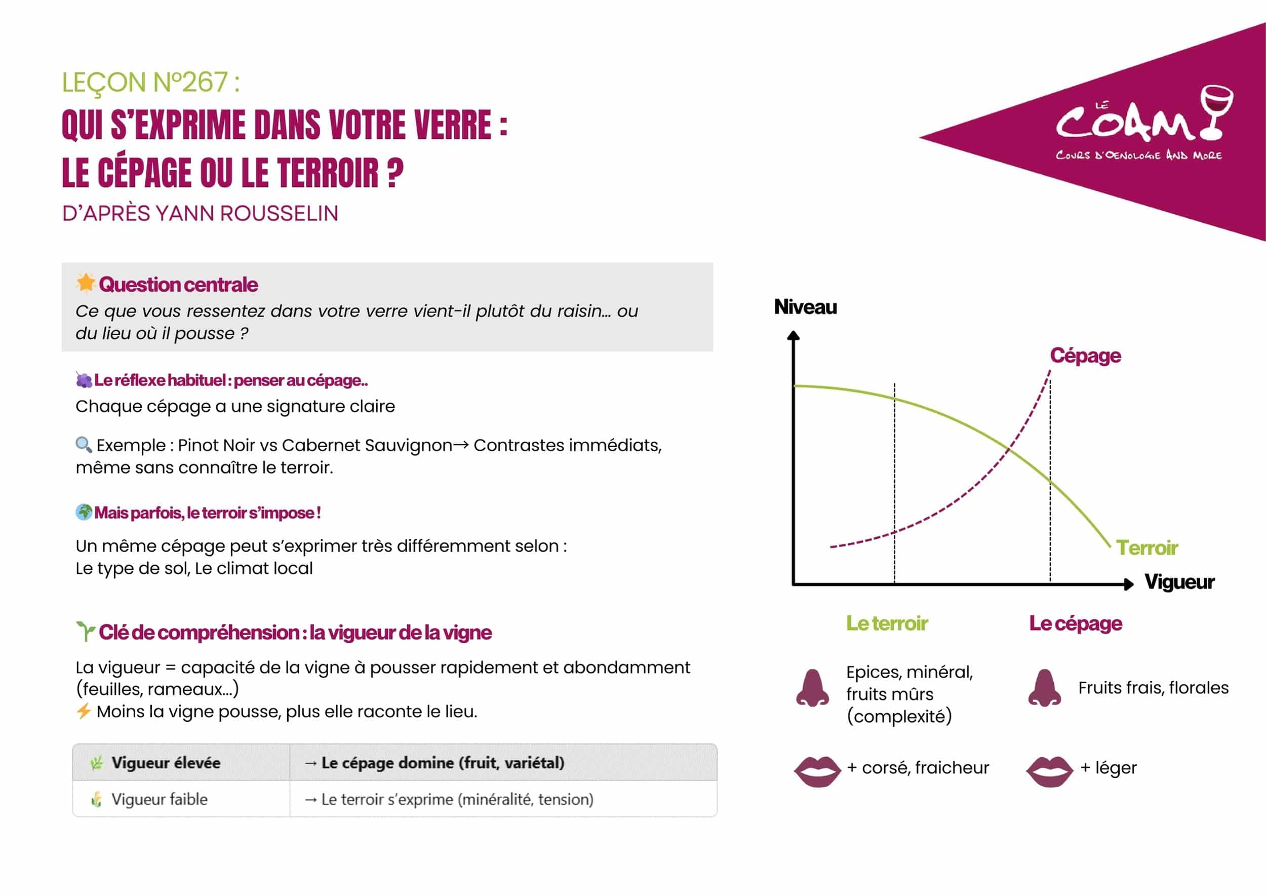 🧠 Cépage, terroir… Ce que dit la vigueur de la vigne