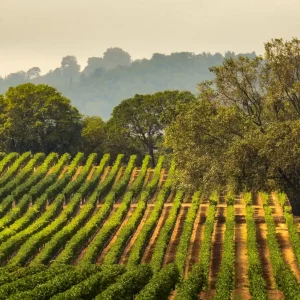 EVE® Certificat Expertise Vins du Monde Entier (à distance)