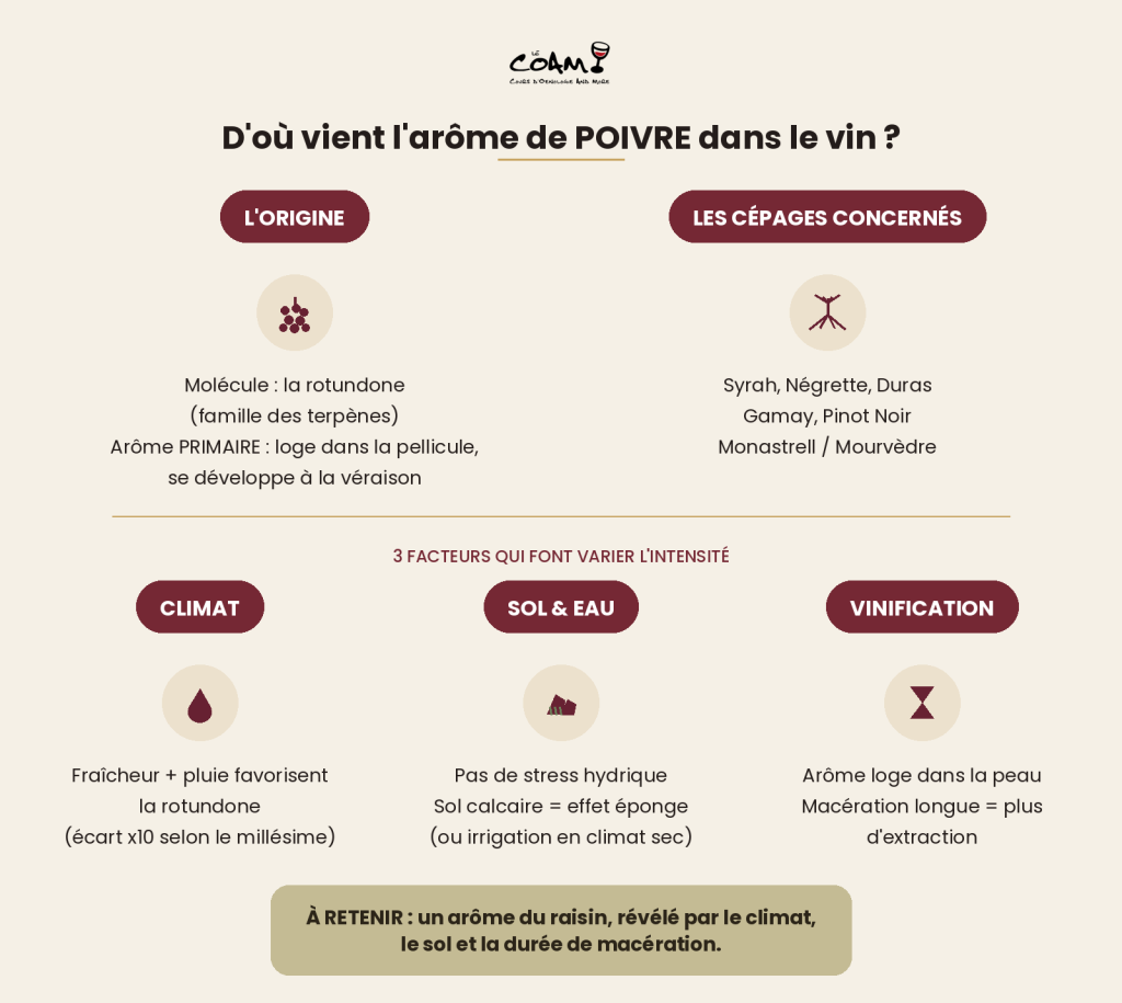 Schéma récapitulatif : d'où vient l'arôme de poivre dans le vin, cépages concernés et facteurs d'intensité