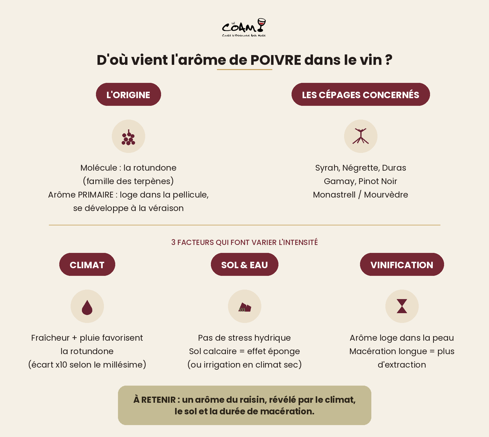 Schéma récapitulatif : d'où vient l'arôme de poivre dans le vin, cépages concernés et facteurs d'intensité