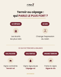 Infographie cépage et terroir : sol pauvre et vigne contrainte, le terroir domine, sol fertile et vigne vigoureuse, le cépage domine