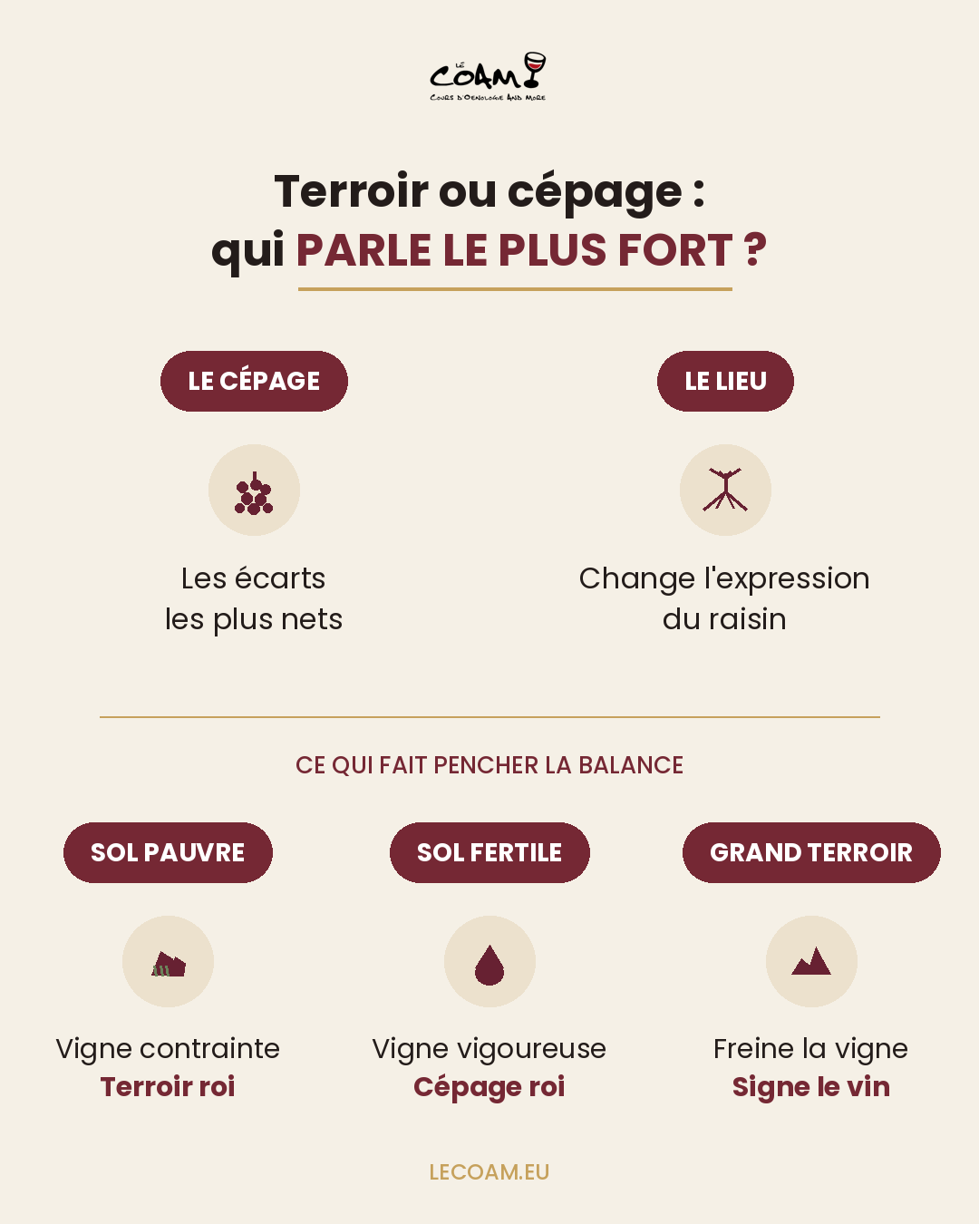 Cépage et terroir : qui parle le plus fort dans votre verre ?